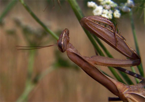 modlivka zelená Mantis religiosa