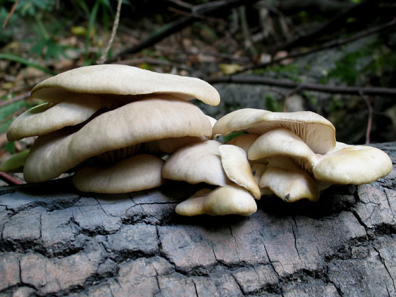 hliva buková Pleurotus pulmonarius (Fr.) Quél.