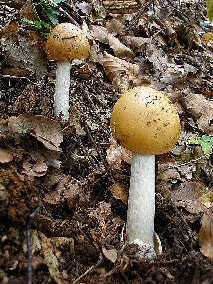 muchotrávka plavohnedá Amanita fulva Fr.