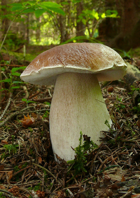 hríb smrekový Boletus edulis Bull.