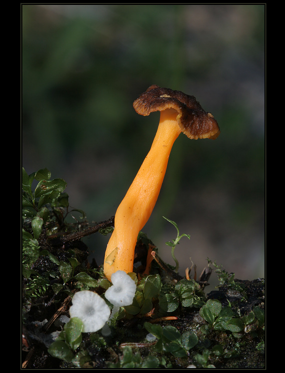 kuriatko žltohnedé Cantharellus lutescens Fr.