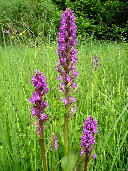 vstavačovec májový pravý Dactylorhiza majalis subsp. majalis (Reincherb.) Hunt & Summerh.