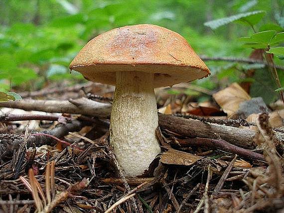 kozák osikový Leccinum albostipitatum den Bakker & Noordel.