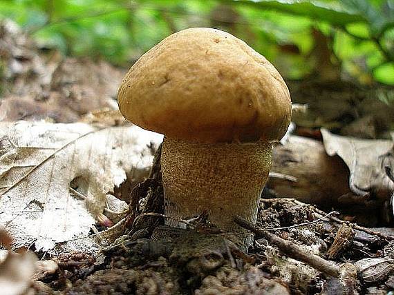 kozák hrabový Leccinum pseudoscabrum (Kallenb.) Šutara