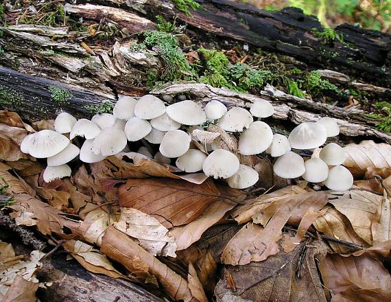 prilbička Mycena sp.