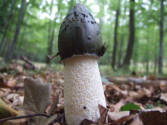 hadovka smradľavá Phallus impudicus L.