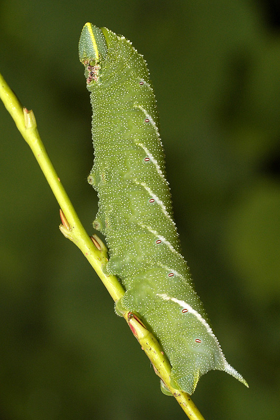 lišaj pávooký Smerinthus ocellatus