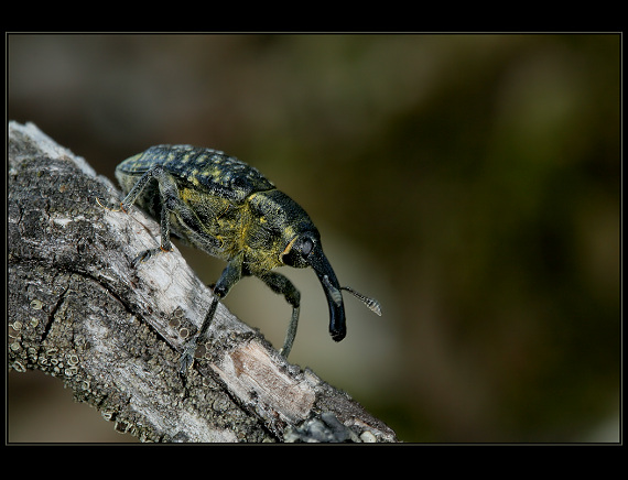 larinus sturnus