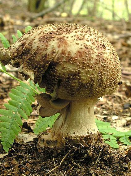 muchotrávka červenkastá Amanita rubescens Pers.