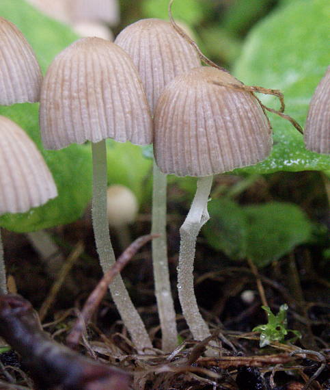 hnojník rozsiaty Coprinellus disseminatus (Pers.) J.E. Lange