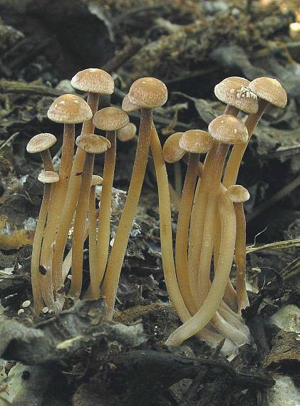 peniazovka trsovitá Gymnopus confluens (Pers.) Antonín, Halling & Noordel.