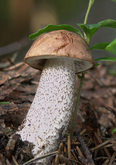 kozák brezový Leccinum scabrum (Bull.) Gray