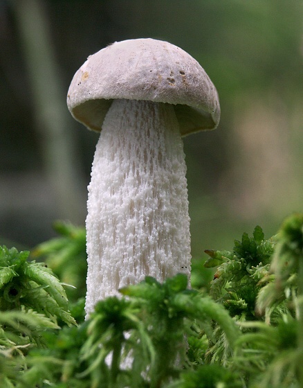 kozák brezový Leccinum scabrum (Bull.) Gray