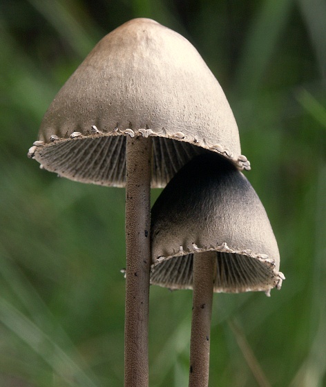 zvonovec obyčajný Panaeolus papilionaceus (Bull.) Quél.