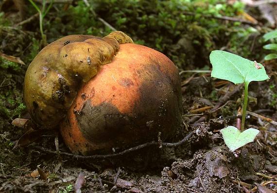 hríb zrnitohlúbikový Sutorius luridiformis (Rostk.) G. Wu & Zhu L. Yang