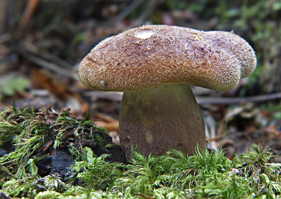 čírovec červenožltý Tricholomopsis rutilans (Schaeff.) Singer