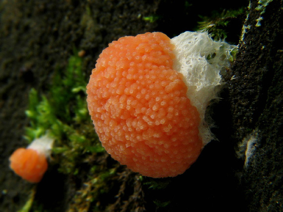 zlepníček jahodovitý Tubifera ferruginosa (Batsch) J.F. Gmel.