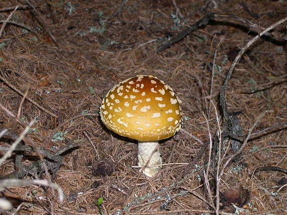 muchotrávka Amanita sp.