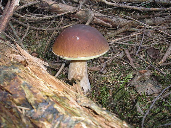 hríb smrekový Boletus edulis Bull.