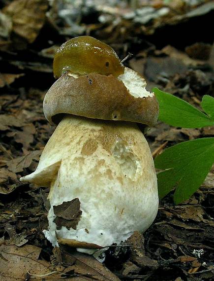 hríb dubový Boletus reticulatus Schaeff.