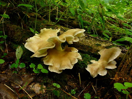 hliva lievikovitá Pleurotus cornucopiae (Paulet) Rolland