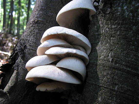 hliva buková Pleurotus pulmonarius (Fr.) Quél.