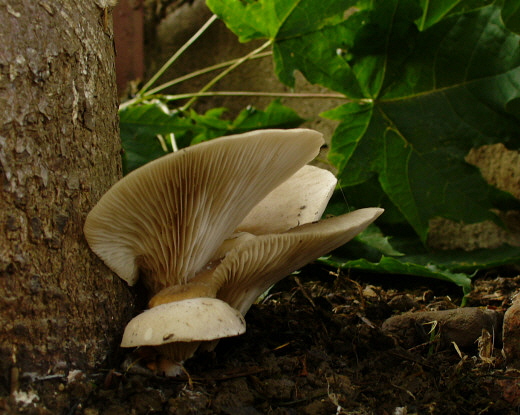 hliva Pleurotus sp.