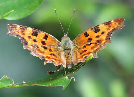 babôčka zubatokrídla Polygonia c-album