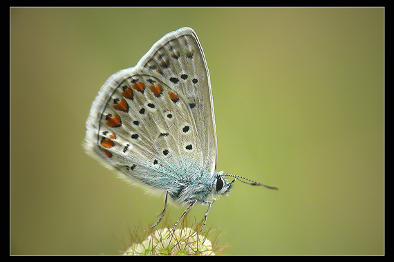 modráčik obyčajný Polyommatus icarus