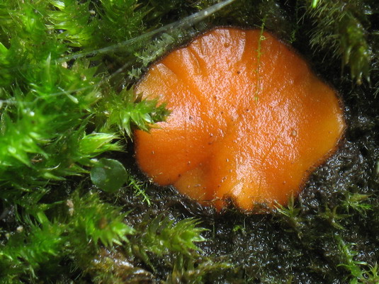 štítovnička Scutellinia sp.