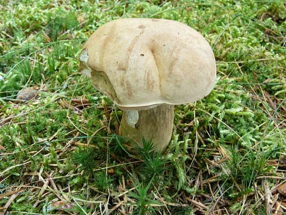 hřib žlučník - Podhríb žlčový Tylopilus felleus (Bull.) P. Karst.