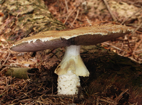 pečiarka obrovská Agaricus augustus Fr.