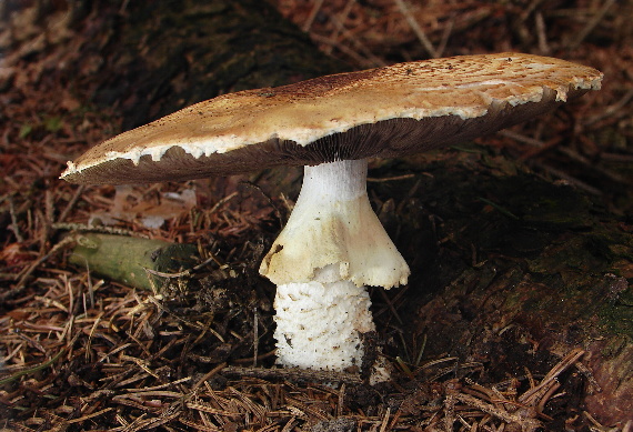 pečiarka obrovská Agaricus augustus Fr.