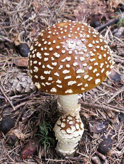 muchotrávka kráľovská Amanita regalis (Fr.) Michael