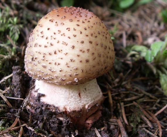 muchotrávka červenkastá Amanita rubescens Pers.