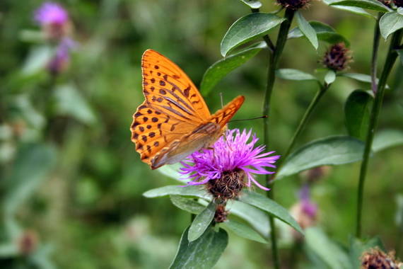 perlovec striebristopásavý Argynnis paphia