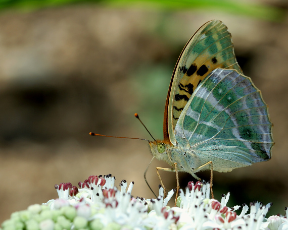 perlovec striebristopásový Argynnis paphia