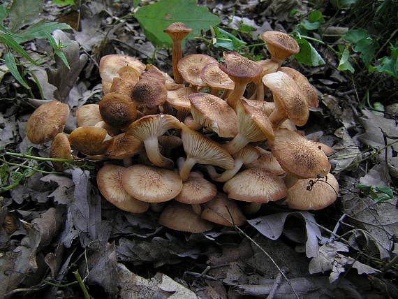 podpňovka bezprsteňová Armillaria socialis (DC.) Fayod