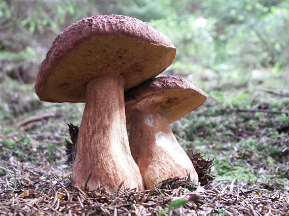 hríb sosnový Boletus pinophilus Pil. et Dermek in Pil.