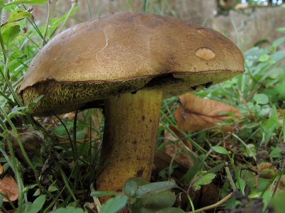 hríb modrejúci Cyanoboletus pulverulentus (Opat.) Gelardi, Vizzini & Simonini