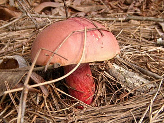 suchohríb karmínový Hortiboletus rubellus (Krombh.) Simonini, Vizzini & Gelardi