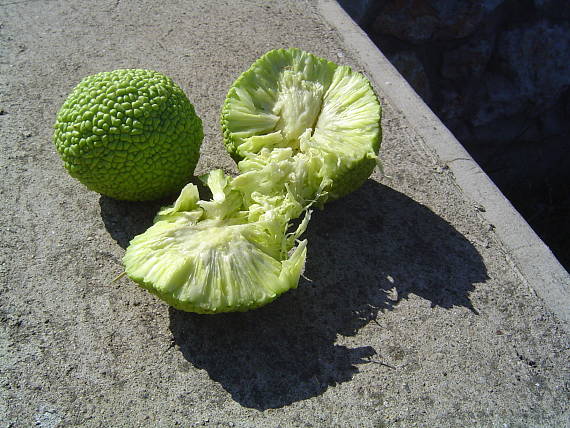 maklura oranžová Maclura pomifera (Rafin.) C. K. Schneider