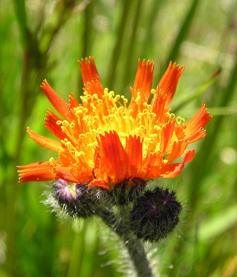 chlpánik oranžový Pilosella aurantiaca (L.) F. W. Schultz et Sch. Bip.