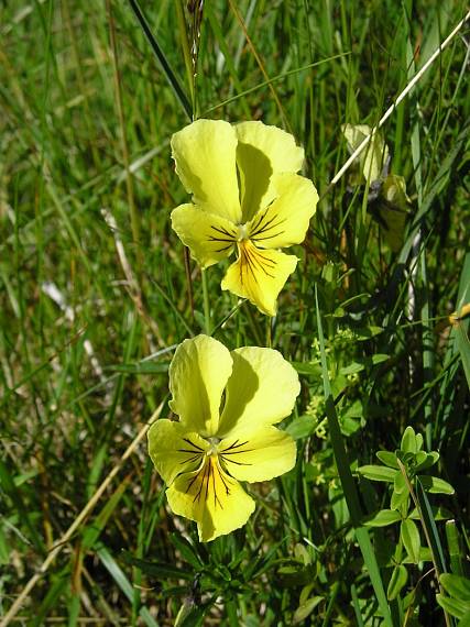 fialka žltá sudetská Viola lutea subsp. sudetica (Willd.) Nyman