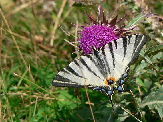 vidlochvost ovocný (Iphiclides podalirius).