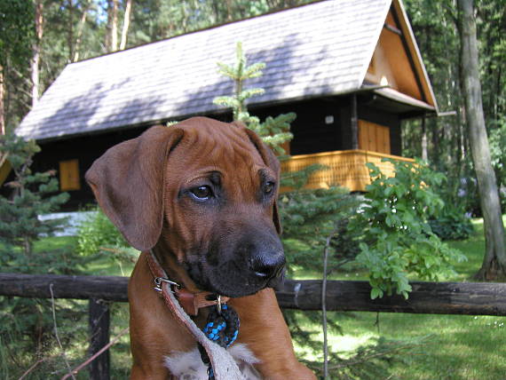 náš nový hubo spoločník - Rhodesian ridgeback