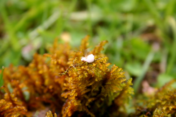 nejaký z rodu Cordyceps?