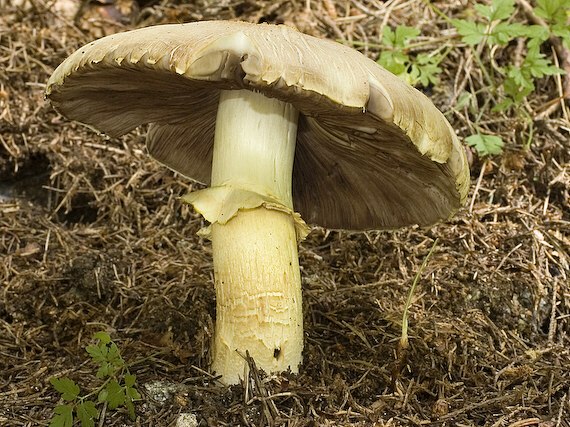 pečiarka ovčia Agaricus arvensis Schaeff.