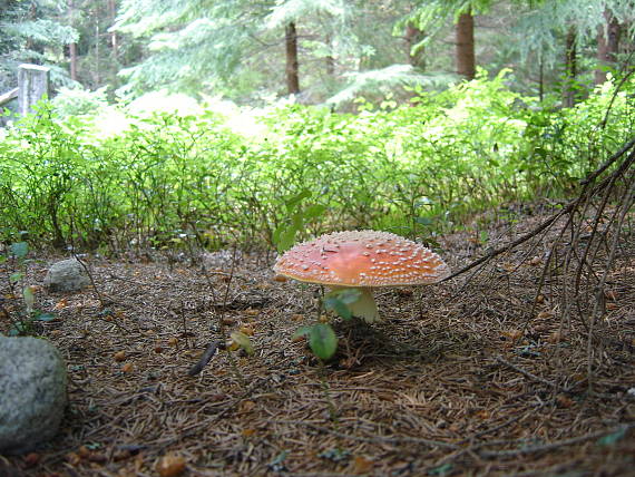 muchotrávka červená Amanita muscaria (L.) Lam.