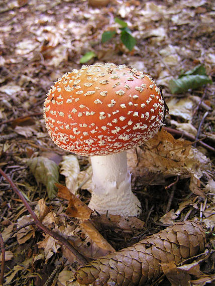 muchotrávka červená Amanita muscaria (L.) Lam.